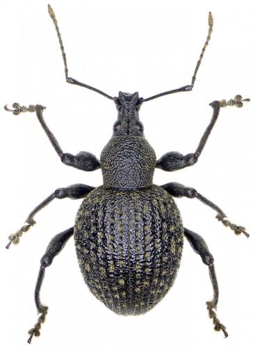 Réf. 252 614 : Otiorhynchus armadillo